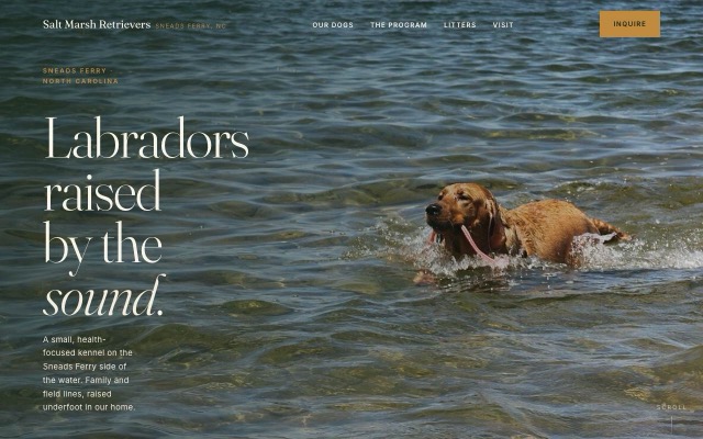 Salt Marsh Retrievers demo homepage, a Labrador swimming, headline “Labradors raised by the sound”